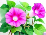 牵牛花与喇叭花的区别
