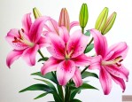 百合花可以养在家里吗