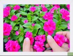 2025年凤仙花染指甲作文