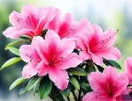 杜鹃花什么品种最好看