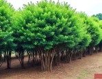 20公分丛生香樟价格