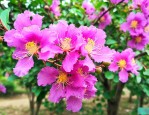 胸径12公分紫薇价格