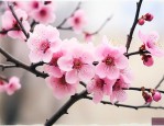 干枝梅是真花还是假花呢