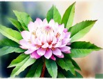 七叶一枝花起什么作用