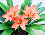 滴水观音花的养殖方法
