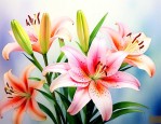 梦到百合花预示着什么