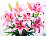 百合花什么颜色的最香