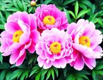 芍药花可以四季开花吗