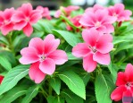 凤仙花种子叫什么名字