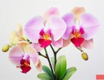 蝴蝶兰是兰花的一种吗