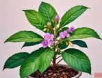 2025年凤仙花花苞的样子
