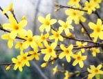 迎春花和连翘花的区别
