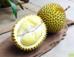 榴莲种子发芽能结果吗