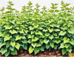 2025年如何种植爬山虎苗