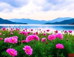 泸沽湖里开的花是什么花
