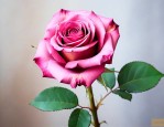 玫瑰花干了放家里好吗