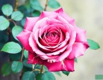 怎样保持玫瑰花不枯萎
