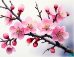 梅花具有什么样的特点