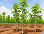 2025年金丝楠木树苗种植
