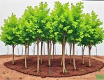2025年秋季苗木补植方案