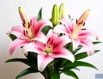 百合花配什么花上档次