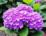 2025年淡紫色绣球花花语