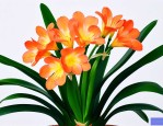 君子兰不开花的解决方法