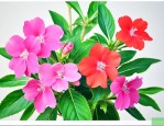 凤仙花的颜色怎么去掉