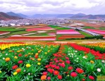 2025年大理花卉种植基地