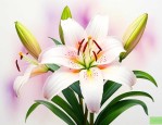 百合花香味从哪里散发