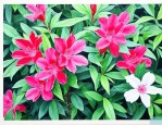 红花蛇舌草与白花蛇舌草