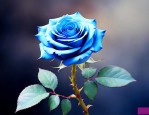 蓝色玫瑰花语代表什么
