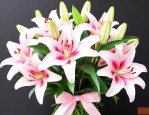 百合花束适合送什么人