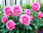 玫红阳台月季花优缺点