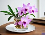 石斛花泡水放多少合适