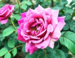 玫瑰花病虫害用什么药