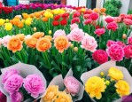 斗南花市买花托运攻略