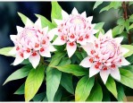 七叶一枝花怎样吃正确