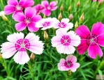 石竹花的种子怎么采集