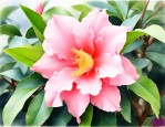 茶花为什么叫曼陀罗花