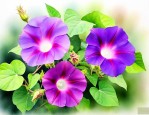 牵牛花代表着什么意义