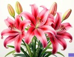 双层百合花是什么品种