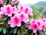 贵州杜鹃花什么时候开