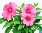 凤仙花的花特点是什么