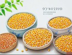 9953玉米种子简介