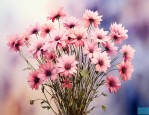 满天星是干花吗还是鲜花