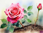 玫瑰花的种子可以种吗