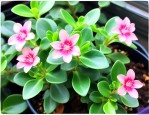 豆瓣绿开花是什么样的