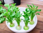 水培植物换水最简单方法