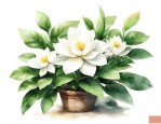 夏季栀子花养护